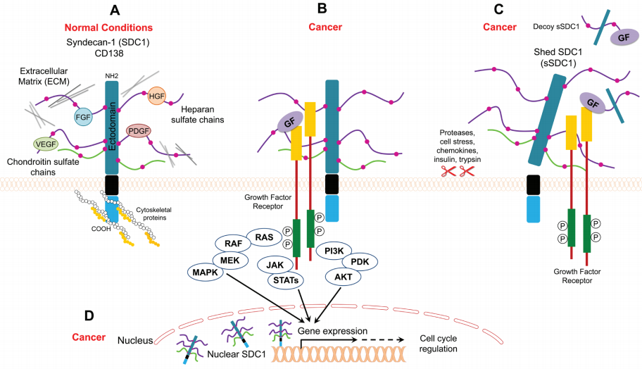 Functional models of CD138 under normal and cancer conditions