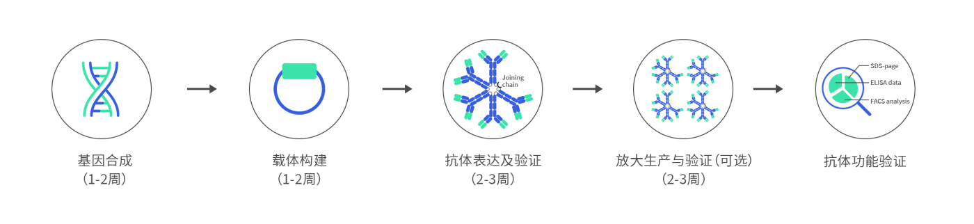 DIMA BIOTECH's recombinant IgM antibody service content