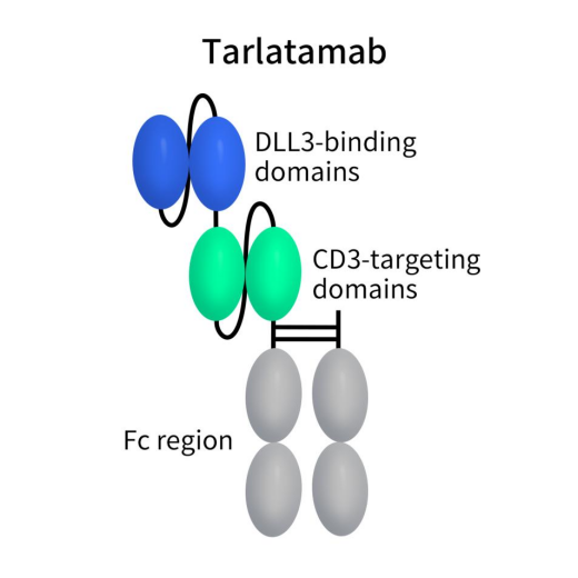 The structure of action of Tarlatamab