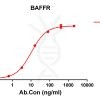 antibody-DME100143 BAFFR ELISA Fig1