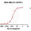 antibody-dmc100253 ror1 fc1