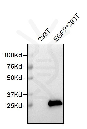 antibody-dmc101158 egfp wb1