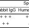antibody-dme101138 rabbit igg elisa1