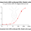 antibody-dme101188b lgr4 elisa1