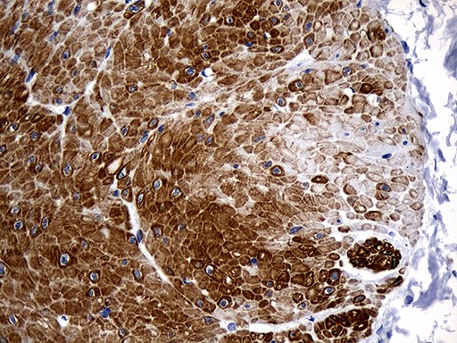 antibody-dme911453 spata46 ihc3