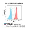 fc-cel100093 hu acvr2b cho s cell line flow