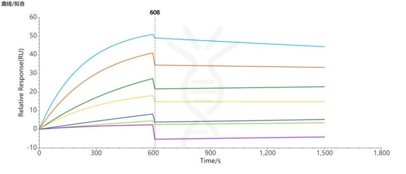 SPR-FLP100037 CCR8 Fig.3 SPR 1