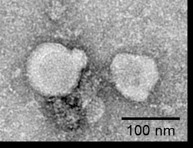 fc-FLP100010 GPRC5D Fig.3 FC 2