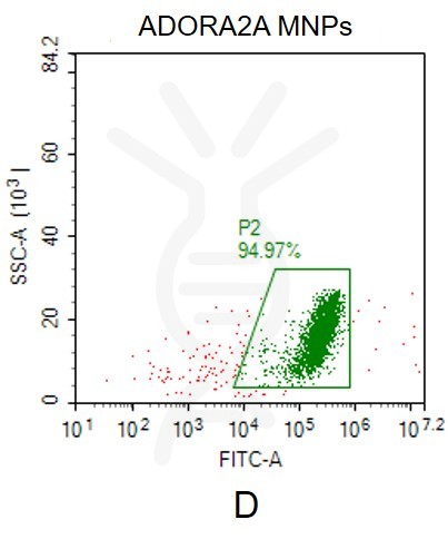 fc-FLP100019 ADORA2A Fig.2D FC 1