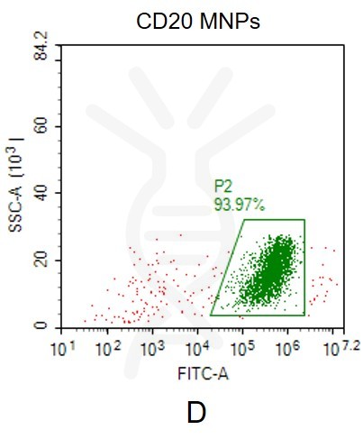 fc-FLP100026 CD20 Fig.2D FC 1