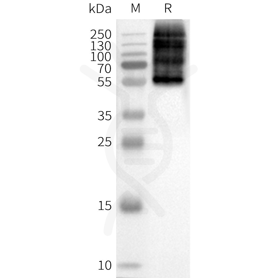 page-flp100384 oprm sp1