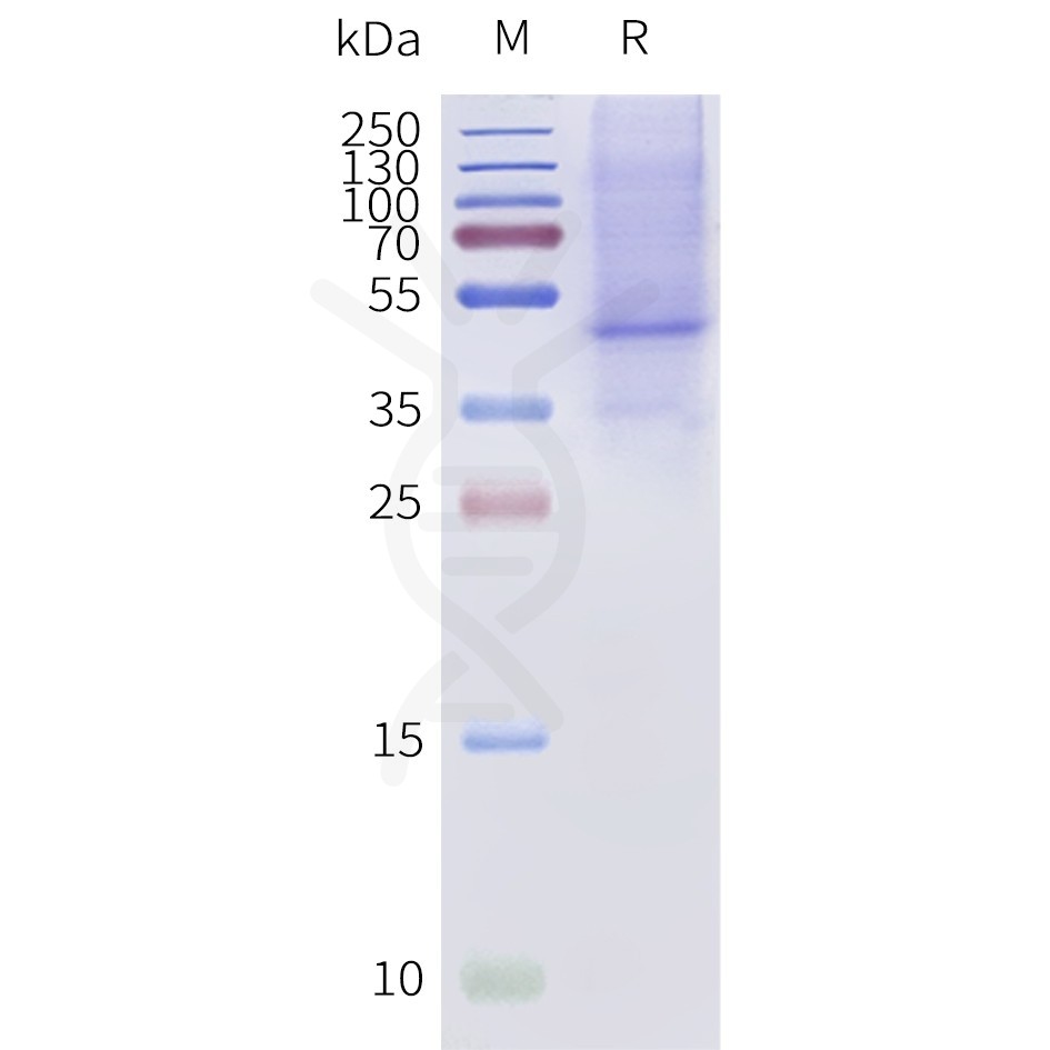 page-flp120182a bril mc2r strep sp1