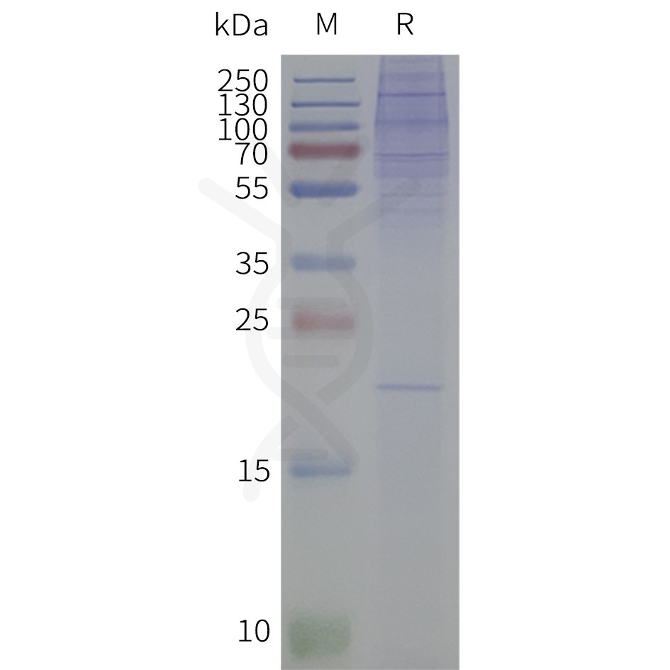 page-flp120215 c3ar1 strep sp1