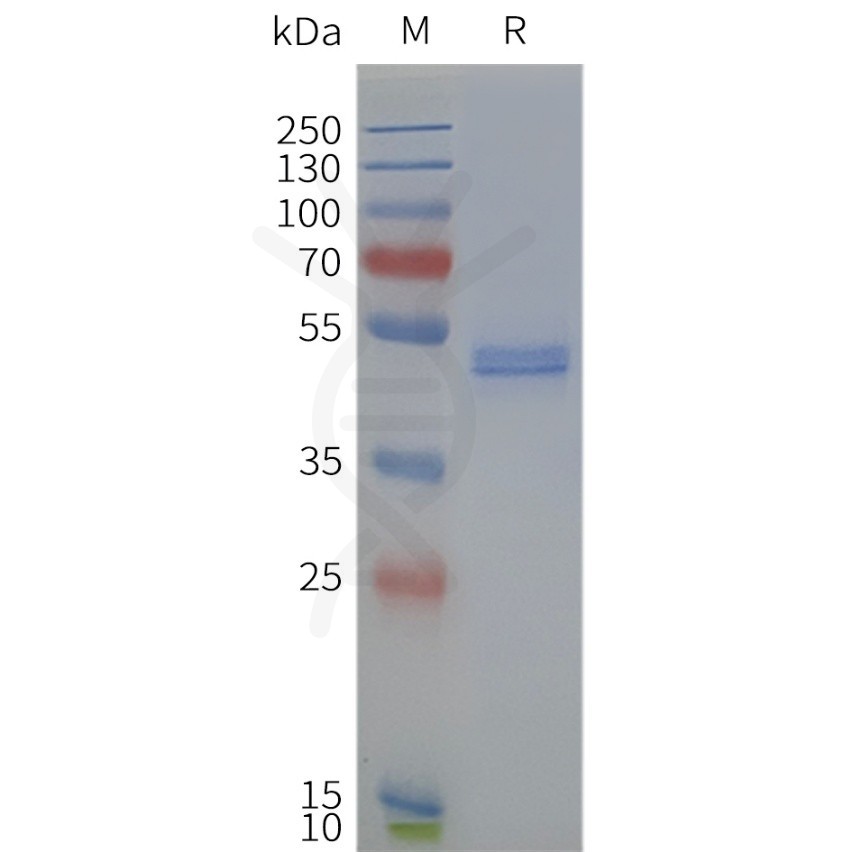 page-flp120232 drd4 strep sp1