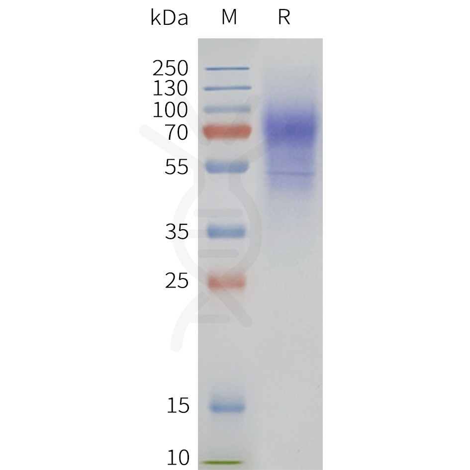 page-flp120426 hcrtr2 strep sp1