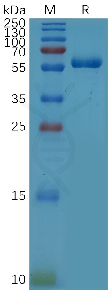 sp-PME101102 CD32a R167 hFc PAGE 300 1