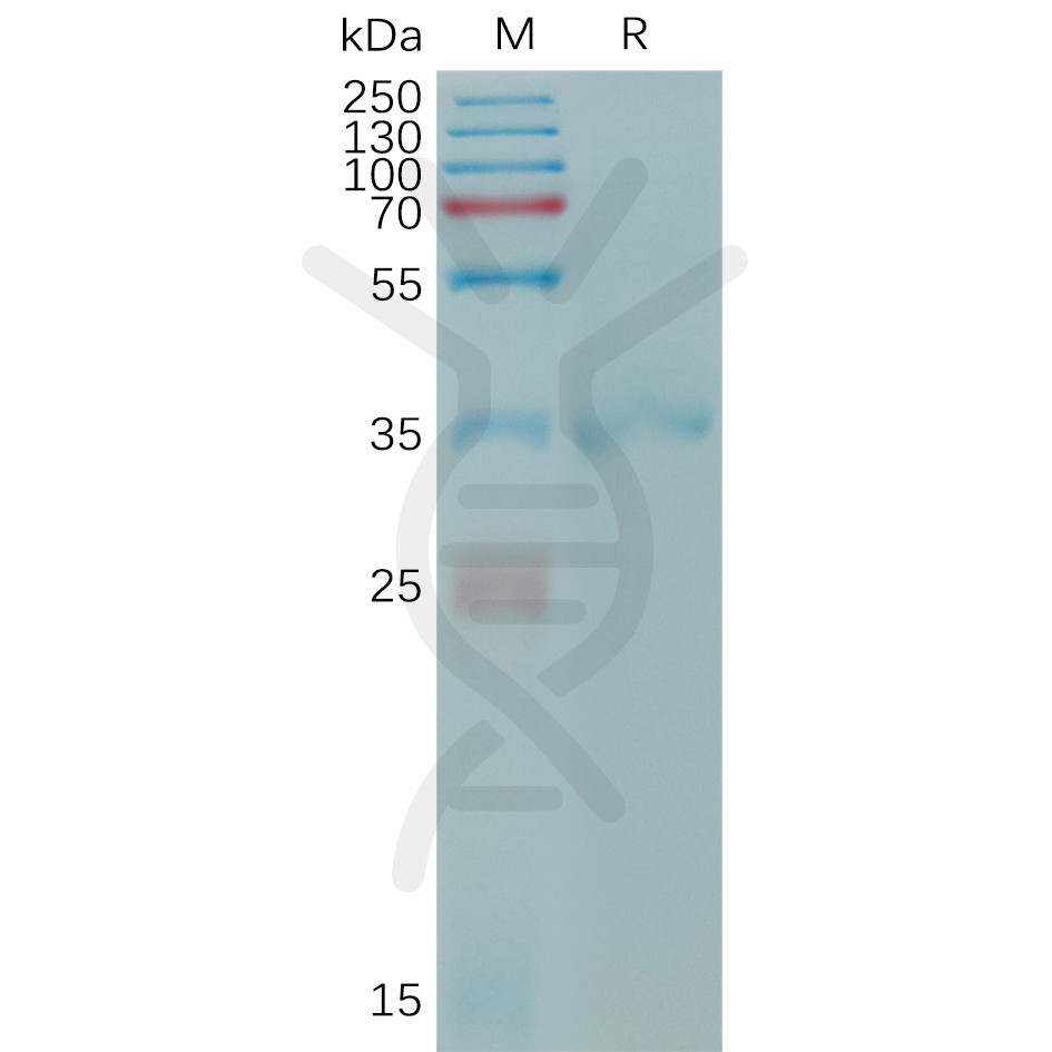 sp-PME101206 CLDN6 Fig.1 SDS PAGE 1