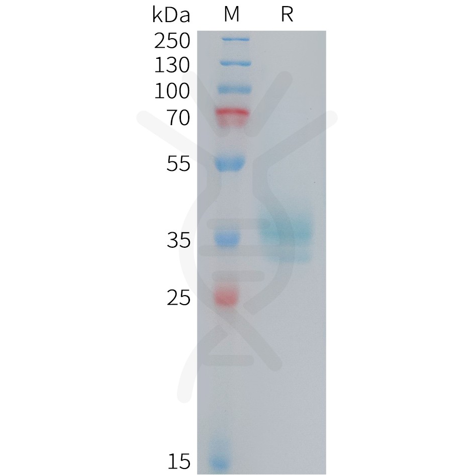 sp-PME101410 OR2H1 Fig.1 SDS PAGE 1