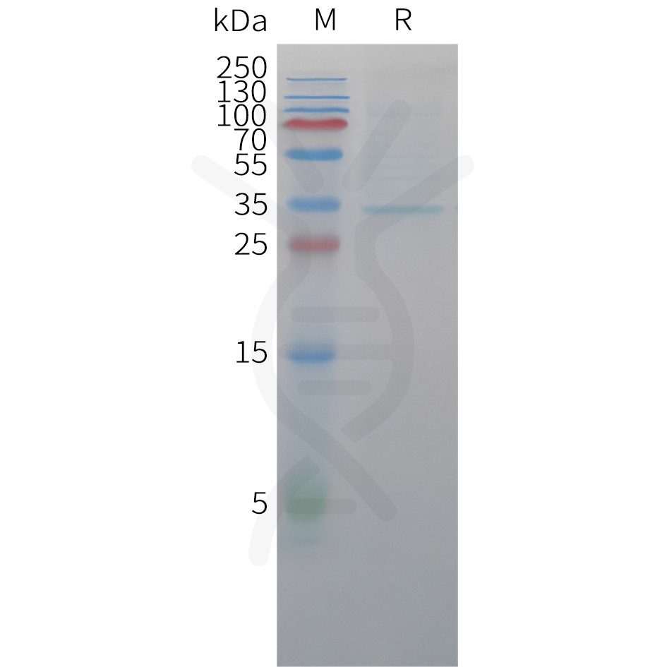 sp-pme c100050 cldn18.2 sp1