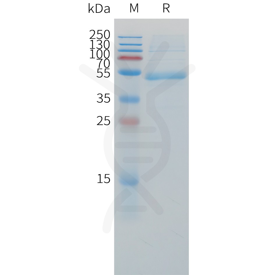 sp-pme c100055 cd79b sp1
