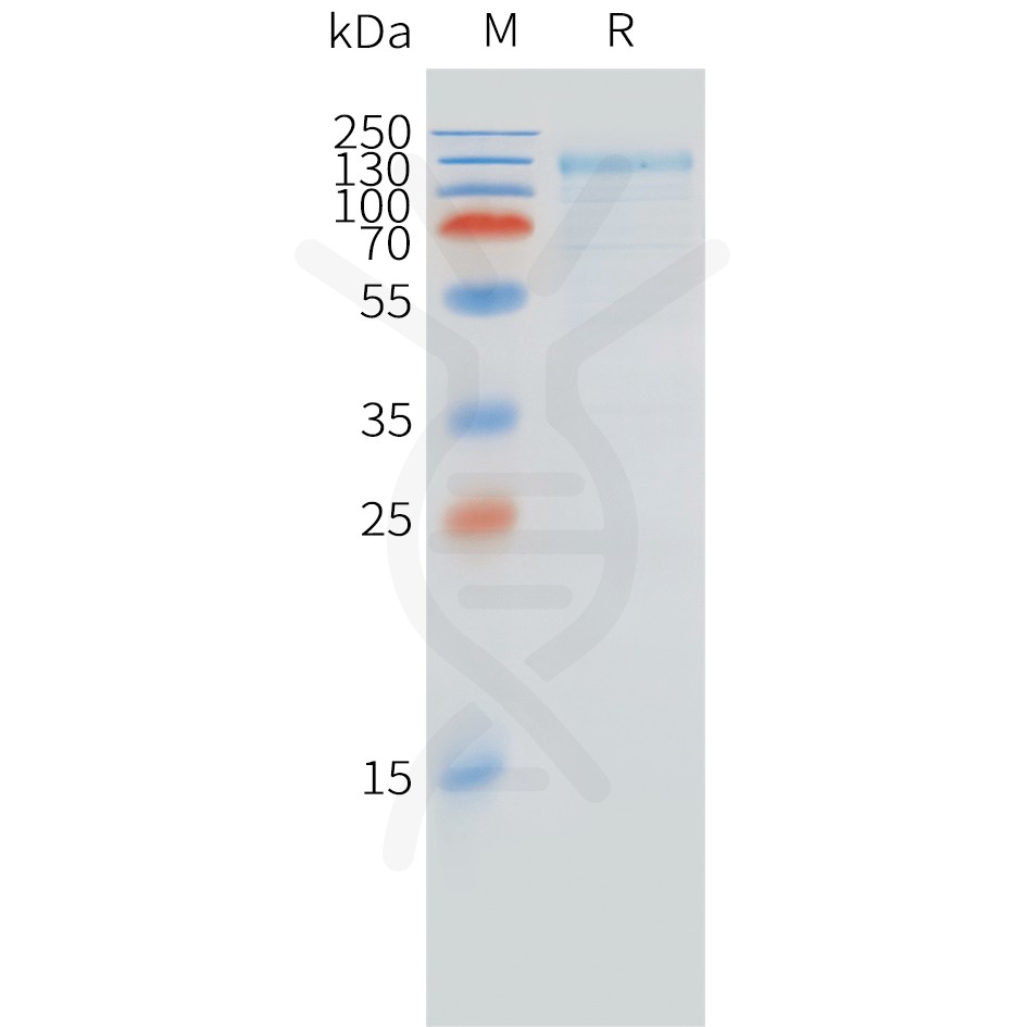 sp-pme c100061 fcrl5 sp1 1