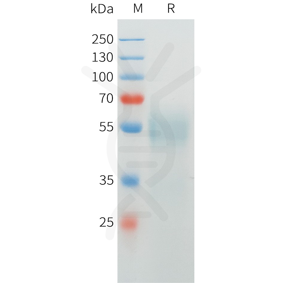 sp-pme c100067 crtam sp1