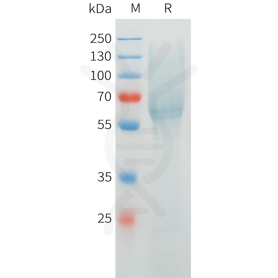 sp-pme c100068 muc1 sp1