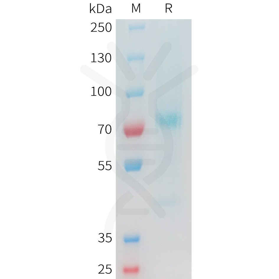 sp-pme c100071 gpc3 sp1