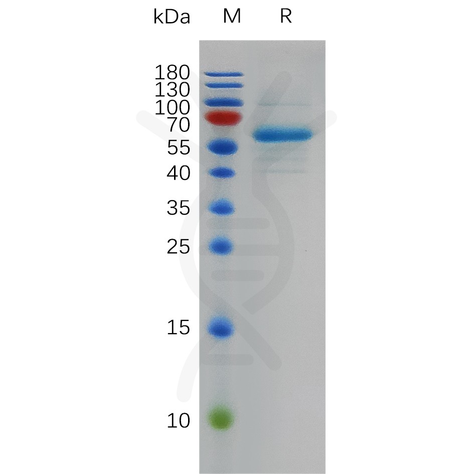 sp-pme100772 s protein rbd sp1