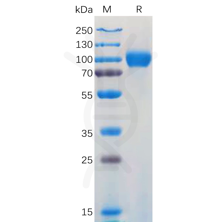 sp-pme100930 gm csfr sp1