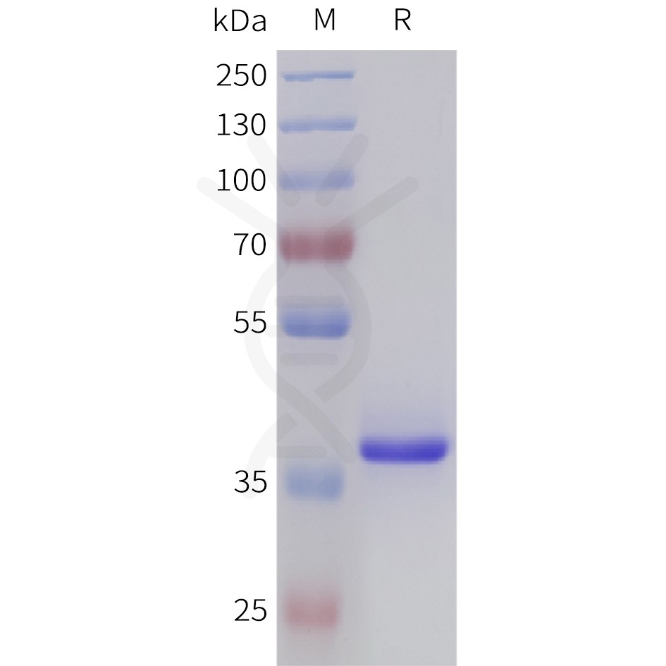 sp-pme101015 tgfb2 sp1