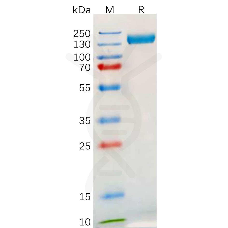 sp-pme101020 tlr3 sp1