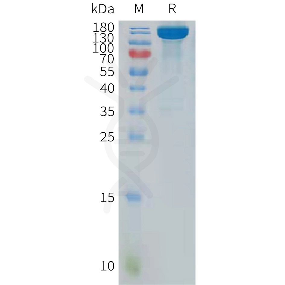 sp-pme101122 ptprg sp1
