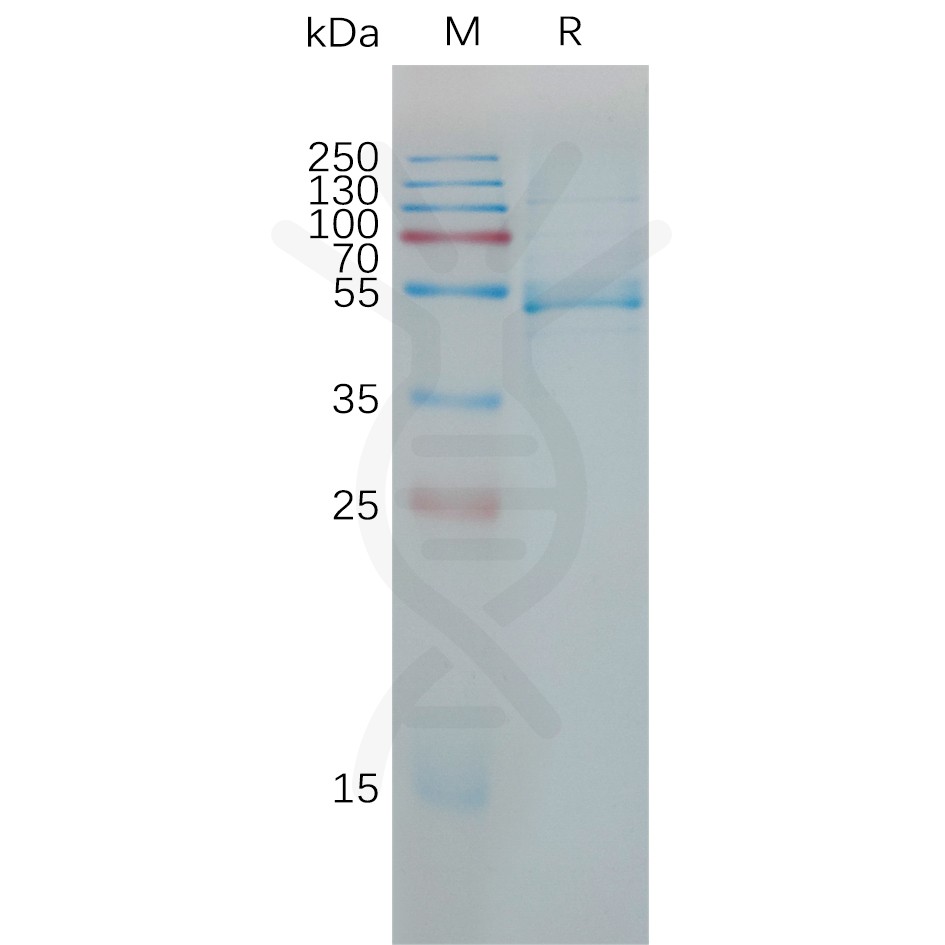 sp-pme101191 il23a sp1