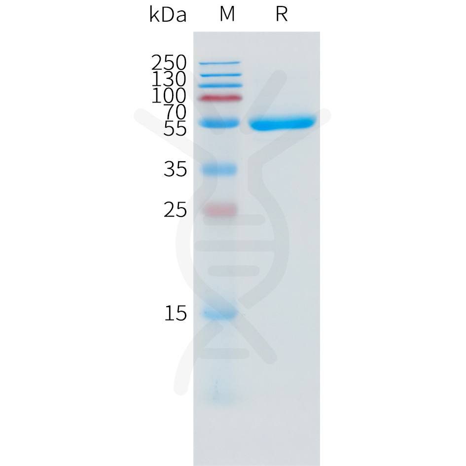 sp-pme101506 il1a sp1