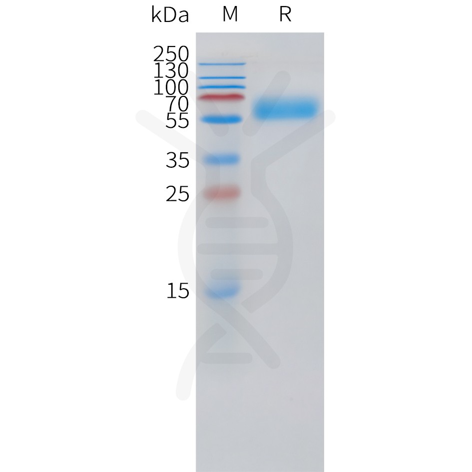 sp-pme101520 pth1r sp1