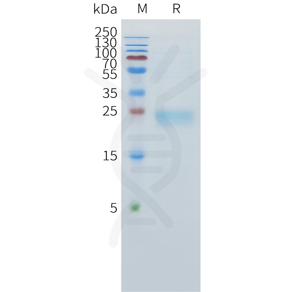sp-pme101537 tnfsf15 sp1