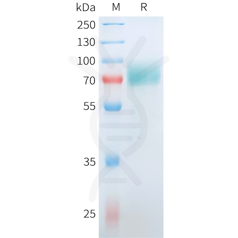 sp-pme101558 cd19 sp1
