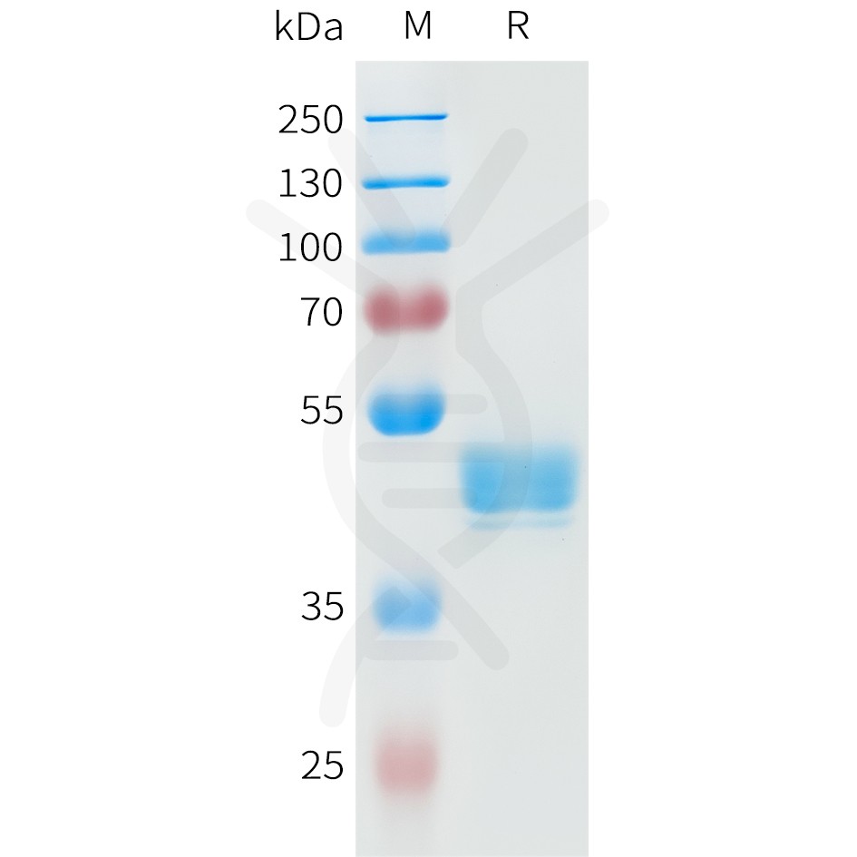 sp-pme101596 cdh3 sp1