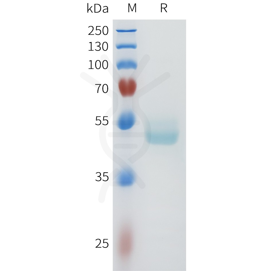 sp-pme101607 cdh1 sp1