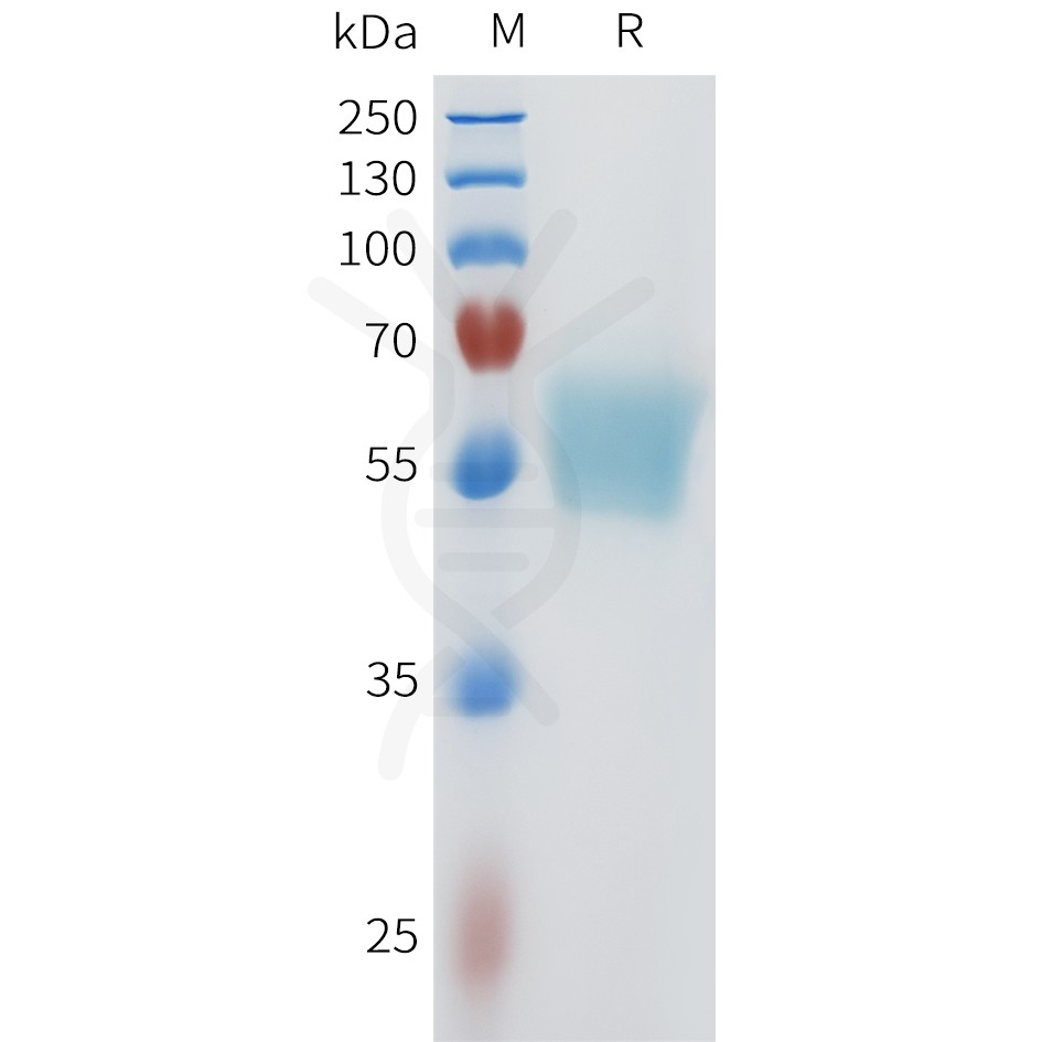 sp-pme101610 acvr2b sp1