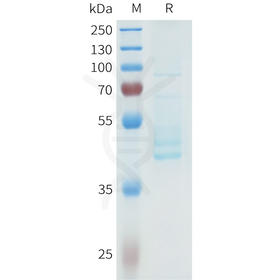 sp-pme101613 cdh3 sp1