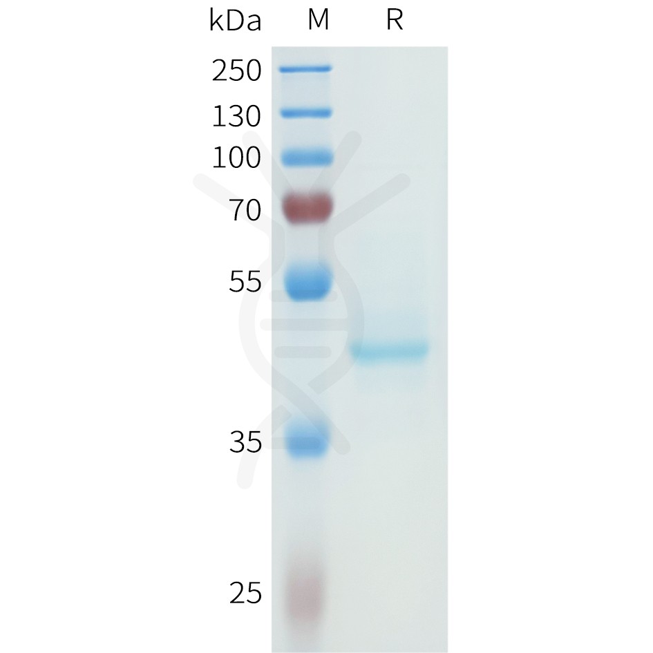sp-pme101614 cdh3 sp1