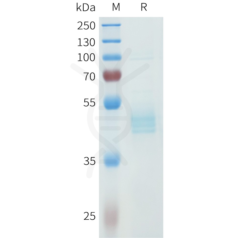 sp-pme101615 cdh3 sp1