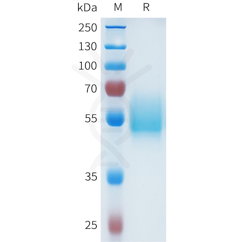sp-pme101634 ceacam6 sp1