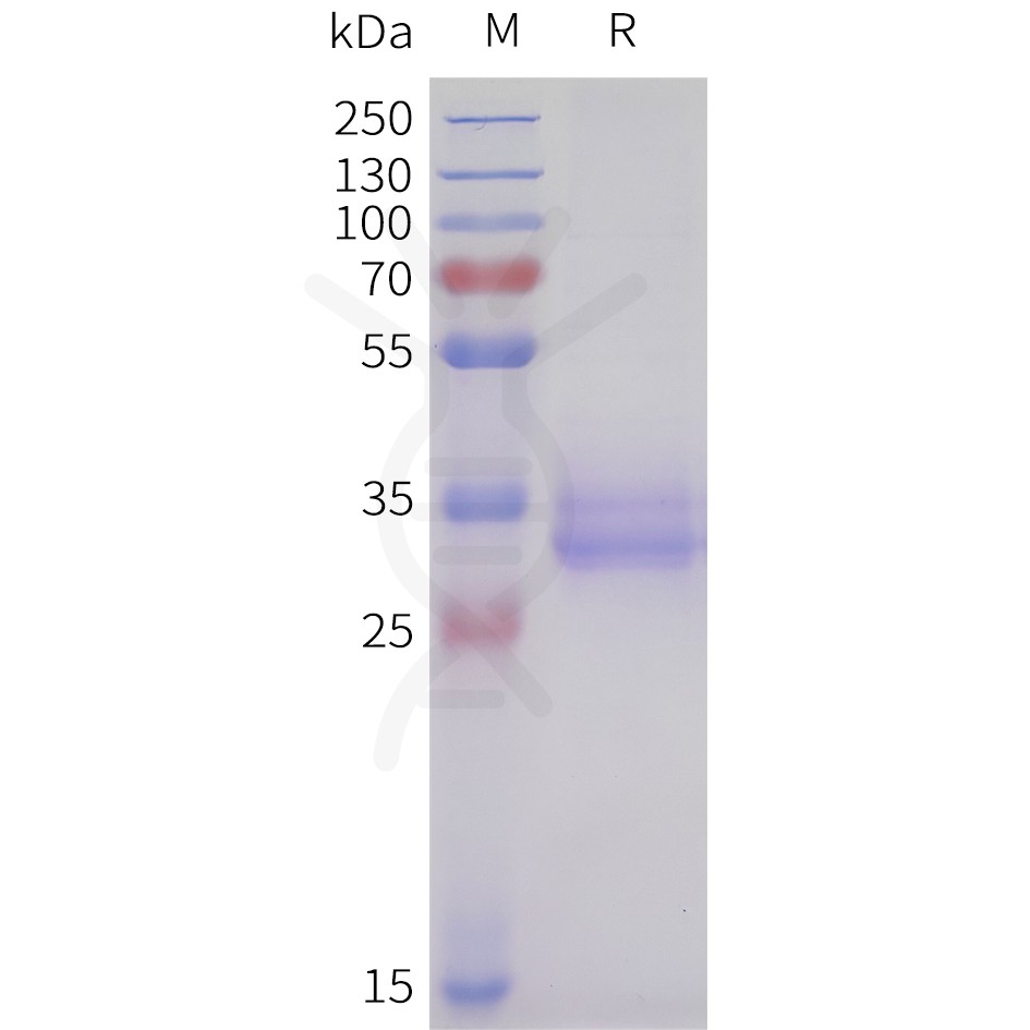 sp-pme101710 acvr2b sp1