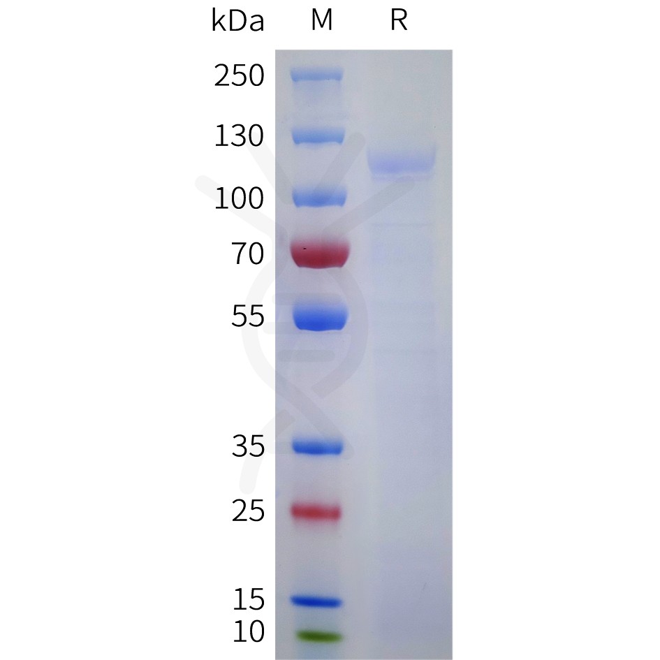 sp-pme101756 lgr5 sp1