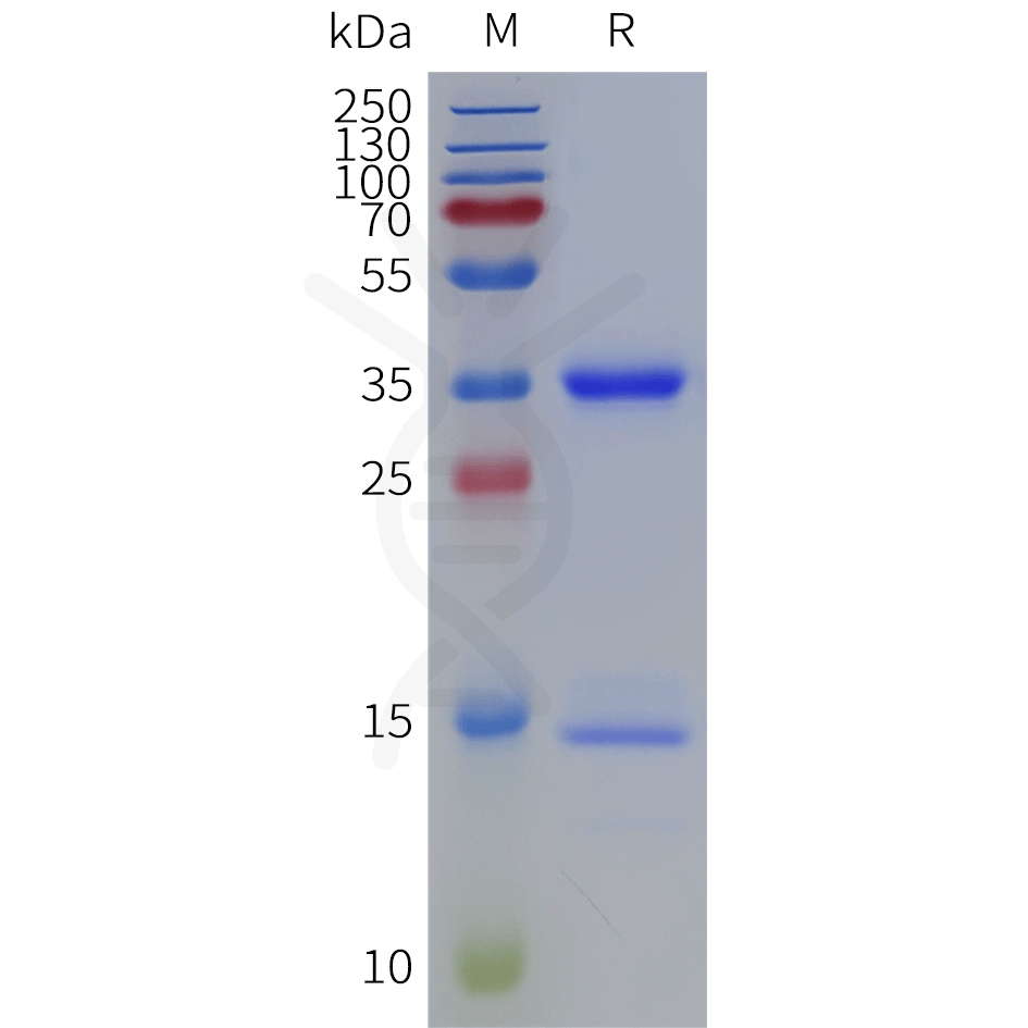 sp-pme101850 fcgrt b2m sp1
