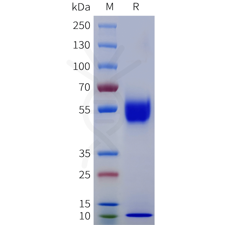 sp-pme101891 il15 il15ra sp1
