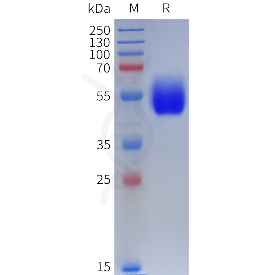 sp-pme101904 calcr sp1